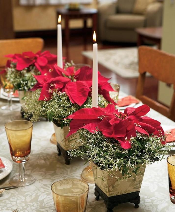 Украсьте рождественский стол маленькими пуансетти в горшочках.